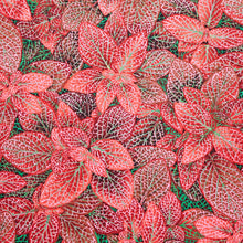 Kaffe Fassett Collective - August 2024 Hot Colorway Fittonia Red Yardage