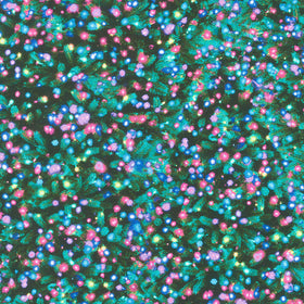 Winter Solstice - Aurora Borealis Christmas Lights Multi Yardage Primary Image